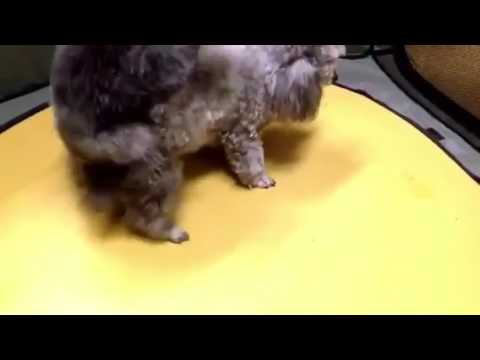 大爆笑 犬の後尾が激しすぎるwww Youtube 大爆笑 犬の後尾が激しすぎるwww Youtube