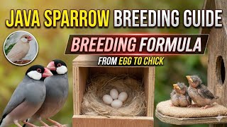 Java Sparrow Breeding Formula / Best Breeding Formula for Java Birds | 100% Working Method
