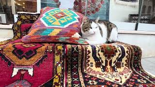 Beautiful Cat On A Traditional Turkish Carpet In Istanbul
