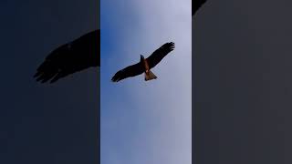 Black kite is in flight