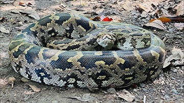 INDIAN ROCK PYTHON-अजगर-Awareness Video