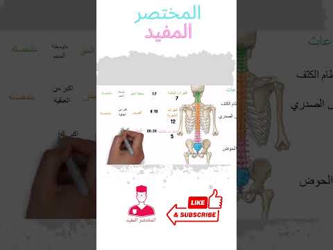 Lumbar And Sacral Vertebrae 