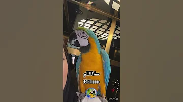 طوطی سخنگو آرا ماکائو بزرگترین طوطی جهان سلام گفتن طوطی Birds طوطی Parrot پرنده Funny Pets 