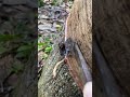 This Tree Produces Liquid Rubber