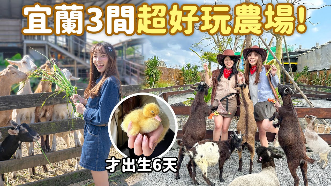 動物控必看！宜農牧場餵羊和超萌兔子、出生6天的小鴨、在回巢變成牧羊牛仔，全是近距離互動，大人小孩都喜歡~｜Haven在宜蘭
