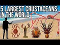 5 Largest Crustaceans In The World