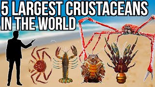 5 Largest Crustaceans In The World