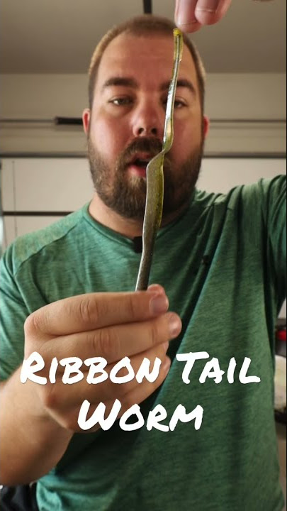 What is a Ribbon Tail Worm #shorts