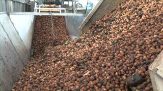 Walnuts Australia Orchard  and Processing Promotional video