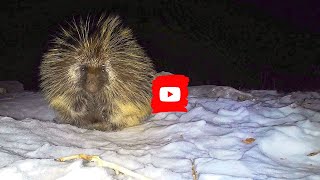 Turn up your sound. Two minutes of porcupine talk, groan, moan and arguing.