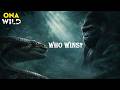 GORILLA Vs PYTHON Jungle Clash Between Strength And Constriction Nature Animal Documentary 