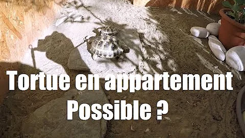 Quelle tortue en appartement ?