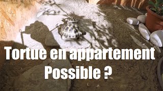 Tortue en appartement possible?