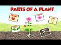 Understanding Plant Parts