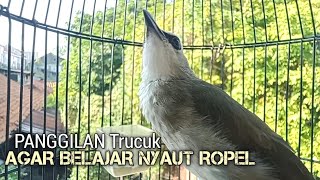 Trucuk BETINA memanggil Jantan Suara Birahi Ngecuplik 100% pancingan trucukan gacor agar BUNYI EMOSI