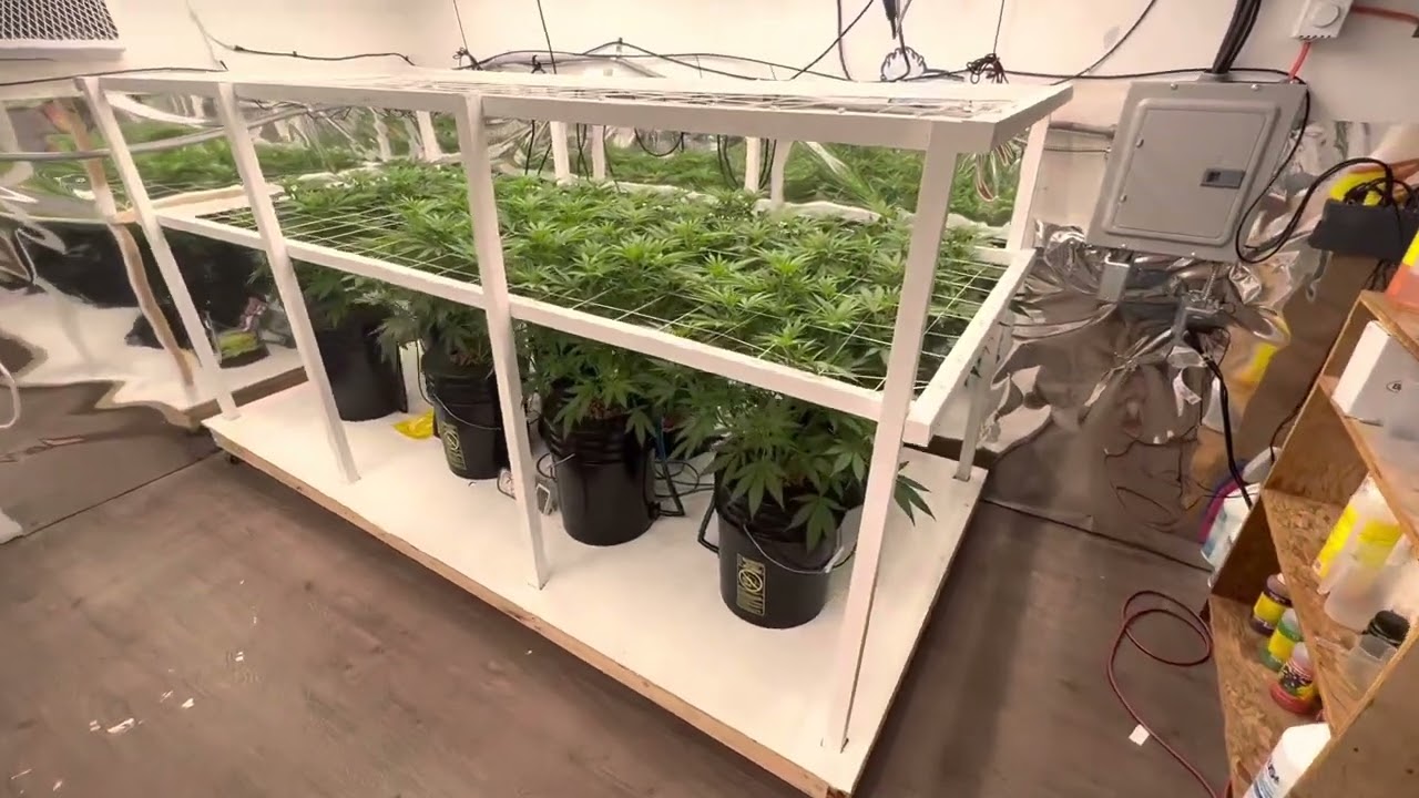 Ace killer og cannabis dwc grow week 1 flower