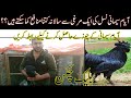 Ayam Cemani Black Chicken Farming in Pakistan - Ayam Cemani hen se kitna Profit kama saktay hain