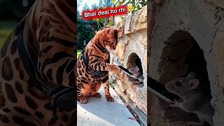 cat or rat ki 🤝 deal😳 # shorts # funny # Comedy # trending # viral # cat # youtube shorts # reels