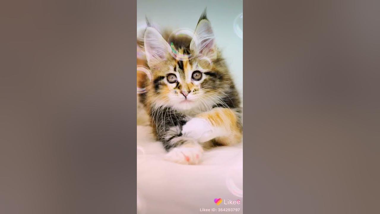 Каты