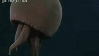 Маашаллах!!каких прекрасных животных создал Всевышний Аллах!! Маашаллах!!каких прекрасных животных создал Всевышний Аллах!!