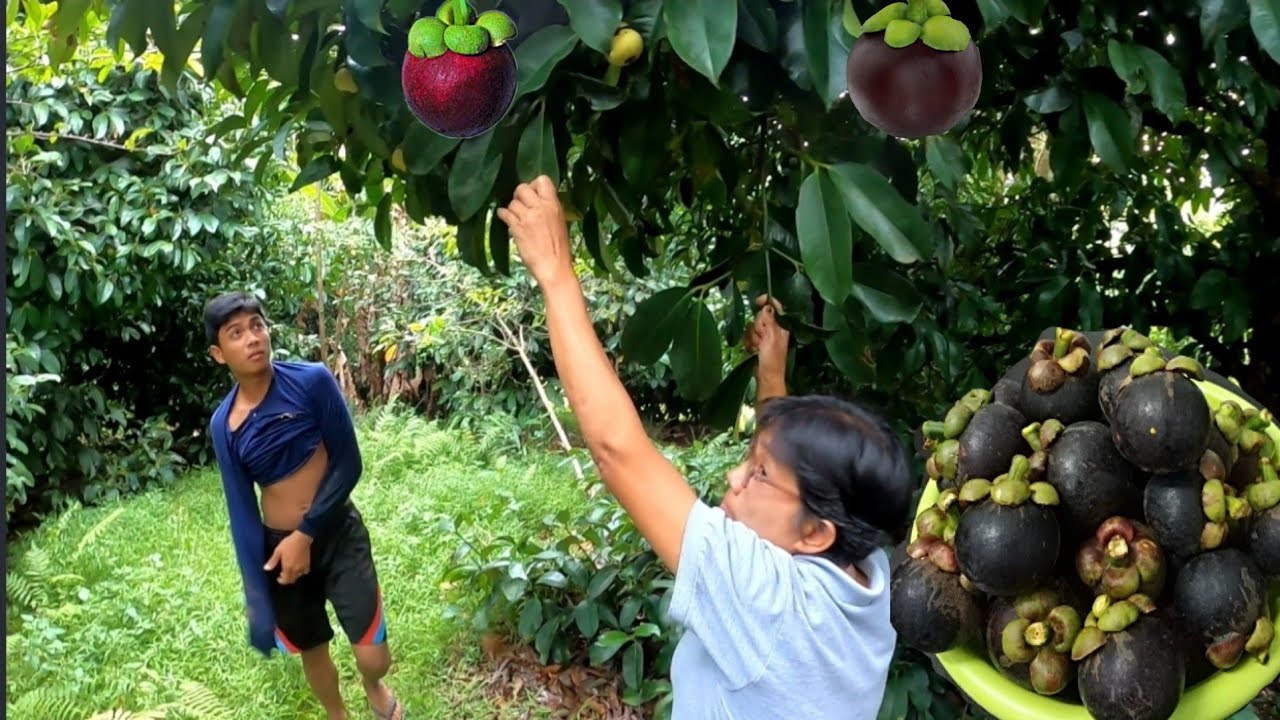 Pag hunting ng dalag kumakain ng tilapia hindi namin nahuli pag harvest ng mangosteen YouTube