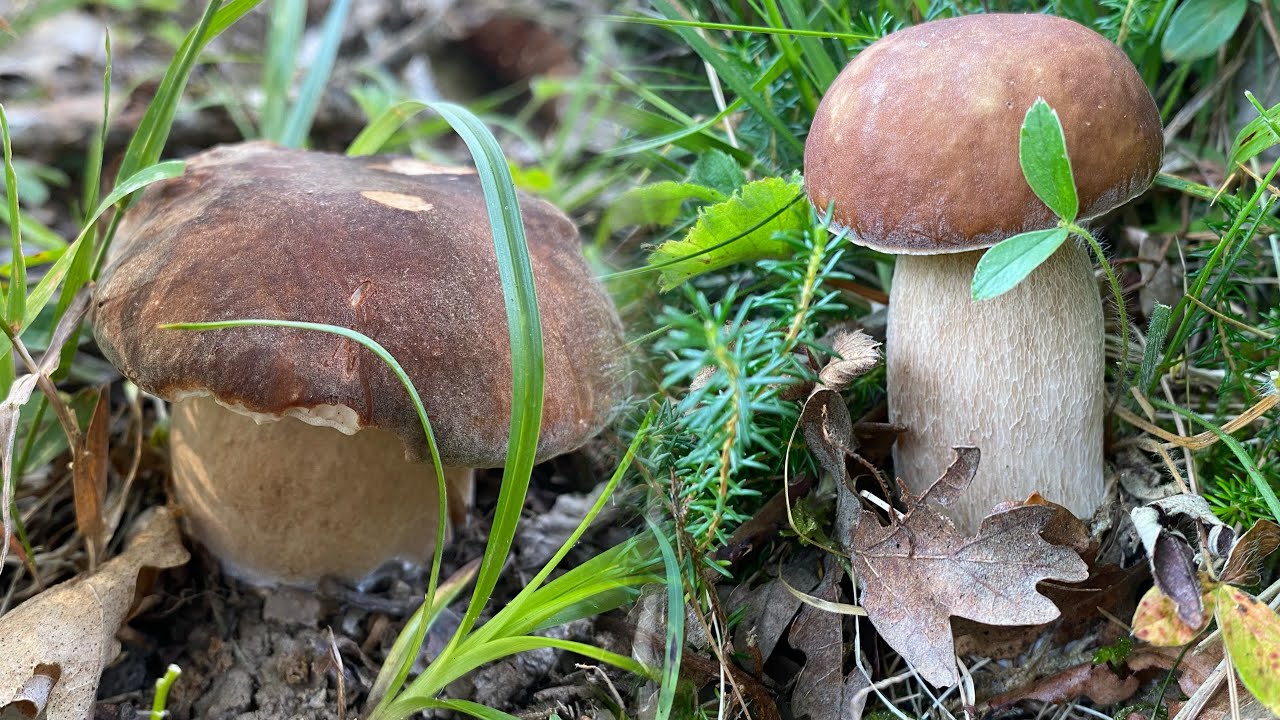 Primeros Boletus Aereus y Reticulatus del 14 de julio de 2024