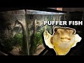 The puffer fish aquarium  the king of diys fahaka pufferfish
