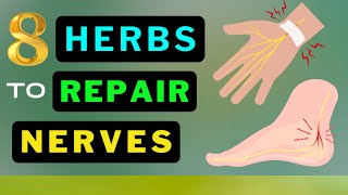 Boost Your Nerves! 8 Miracle Herbs You Need to Know Now!