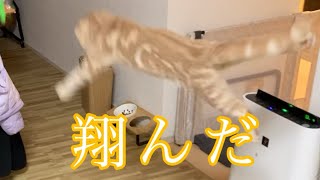 もみじが翔んだ日（flying cat） by もみじの日常Momiji's daily life 186 views 1 month ago 3 minutes, 51 seconds