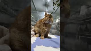 🐰🌟Cuteness Overload! Meet The Fluffiest Lop Eared Rabbit Pet Ever!🌟🐇 #Rabbitlove