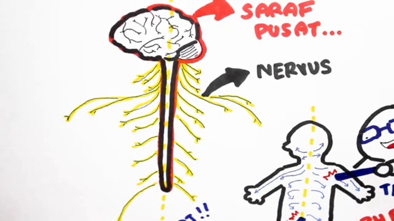 Gambar Sistem Saraf Pusat Sistem saraf pusat (tulang belakang) - YouTube