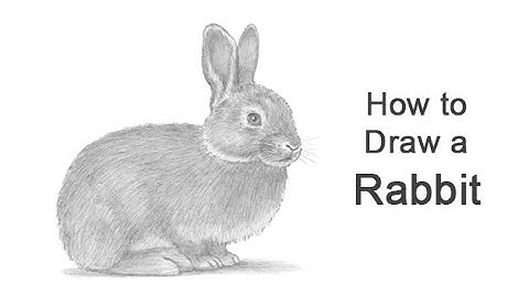 How to Draw a Rabbit