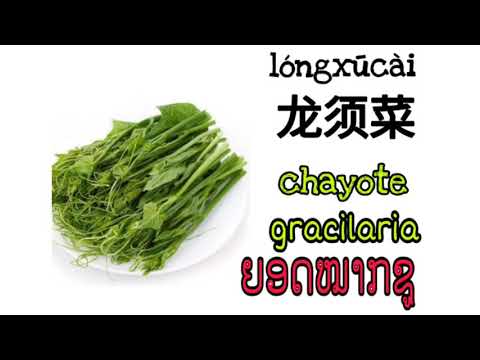 Video: Kawm Txog Lettuce Sclerotinia - Cov Lus Qhia Rau Kev Kho Kab Mob Lettuce Drop Disease