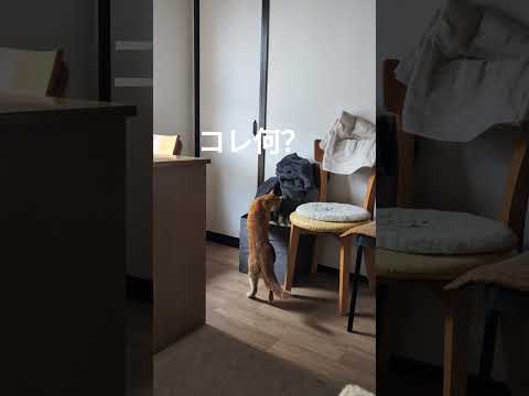 怪しい…なんだ脱ぎっぱなしの服だ＃猫＃マンチカン＃ビビる猫＃警戒尻尾
