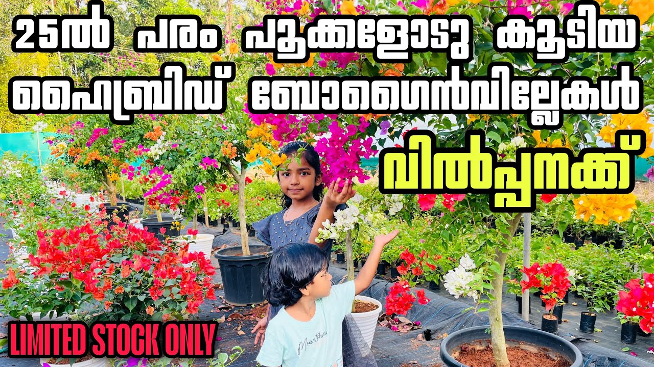 25ൽ പരം പൂക്കളോടു കൂടിയ ഹൈബ്രിഡ് ബോഗൈൻവില്ലെകൾ മിതമായ നിരക്കിൽ വിൽപ്പനക്ക് 🚨