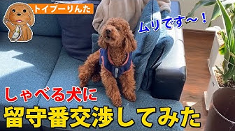しゃべる犬 Youtube