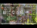 《お庭訪問／ruiの庭作り》バラ・宿根草・雑木・雑貨どこをとっても絵になるセンスあふれるお庭／お手入れの行き届いたお庭の秘密／ハイポネックスベストオブガーデンツアー金賞　5/17撮影