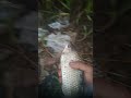 Babon ikan puyau..!