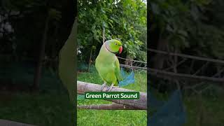Green Parrot Natural Sound ??? #parrot #shorts #youtubeshorts #trending