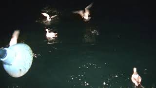 光海丸の潮風の配達・夜のイカ釣り00001