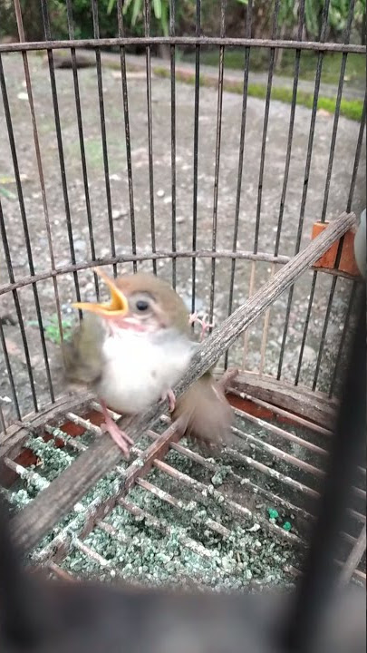 Anakan Prenjak Kepala Merah #shorts