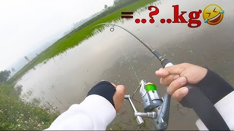 Câu Lure Cá Lóc: Nhái hơi Hunter V4, cân hết  Lóc nhỏ Lóc to..| Fishing Lure-VN