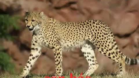 Tiếng kêu và hình ảnh động vật sống trong rừng quen thuộc