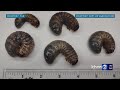 Three adult coconut rhinoceros beetles trapped in waikoloa on big island