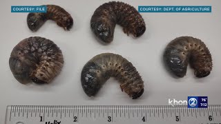 Three adult coconut rhinoceros beetles trapped in Waikoloa on Big Island