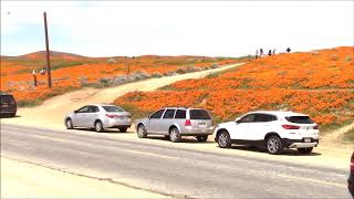 2019 Antelope Valley Wildflower Tour