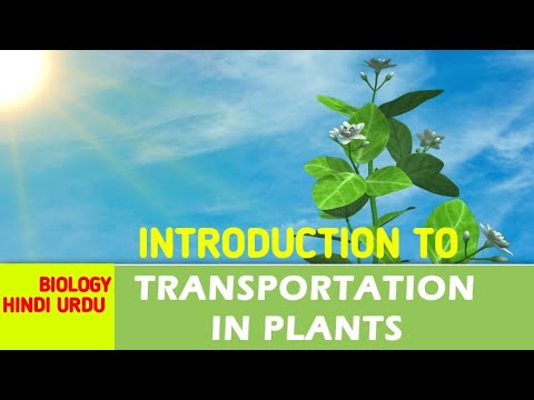 Transport In Plants || Introduction || Transport By Roots || Biology Hindi  Urdu || CBSE NCERT NEET - YouTube