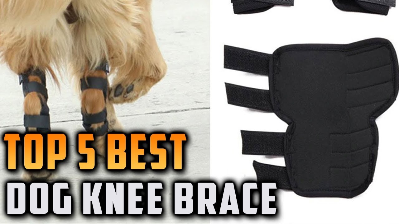 Top 5 Best Dog Knee Brace on On Aliexpress On Amazon