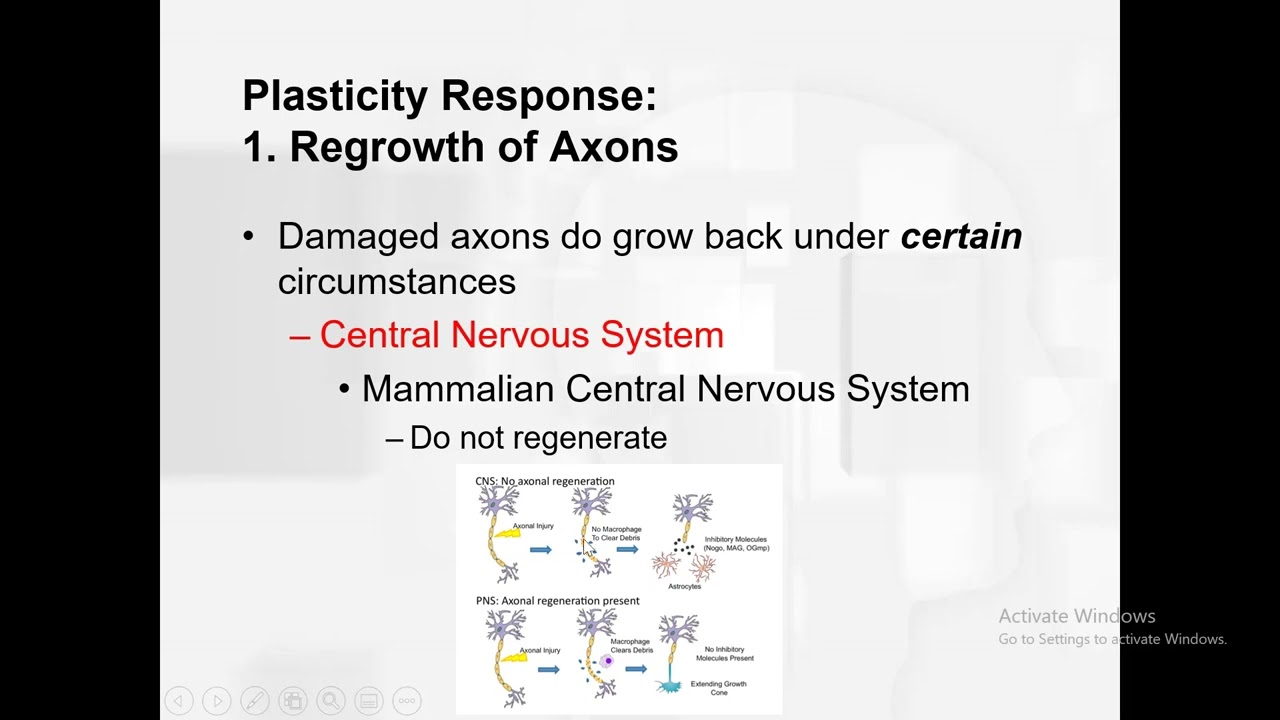Types of plasticity responses