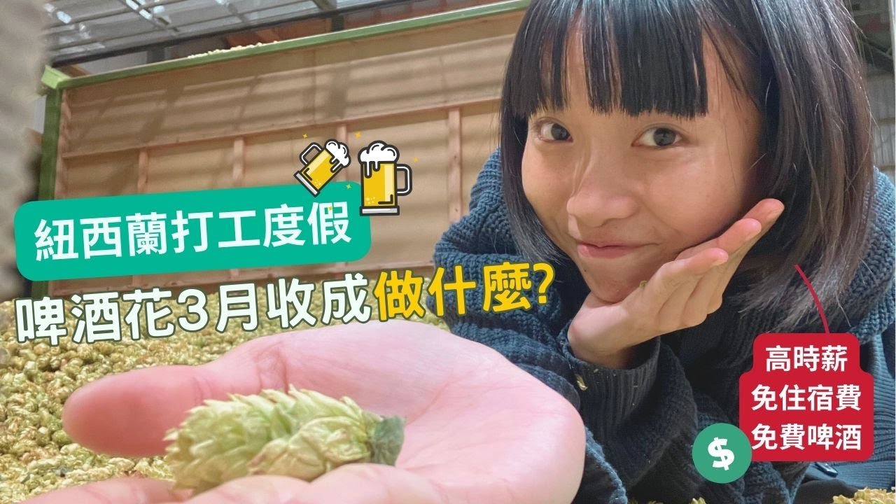 高時薪免住宿費啤酒花採收，紐西蘭打工度假3月份做這個就對了🍻【呆丸雅婷Cupy】